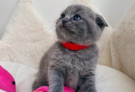 adorable Scottish fold kittens tica