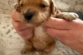 Cavapoo Puppies 