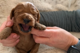 Cavapoo Puppies 