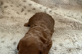 Cavapoo Puppies 