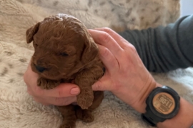 Cavapoo Puppies 