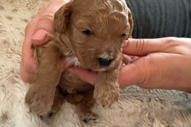 Cavapoo Puppies 